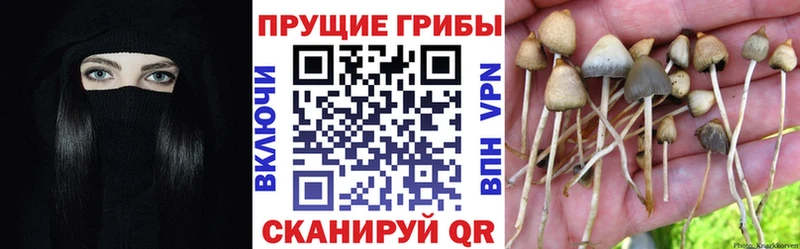 Галлюциногенные грибы Cubensis  где продают   Пыть-Ях 